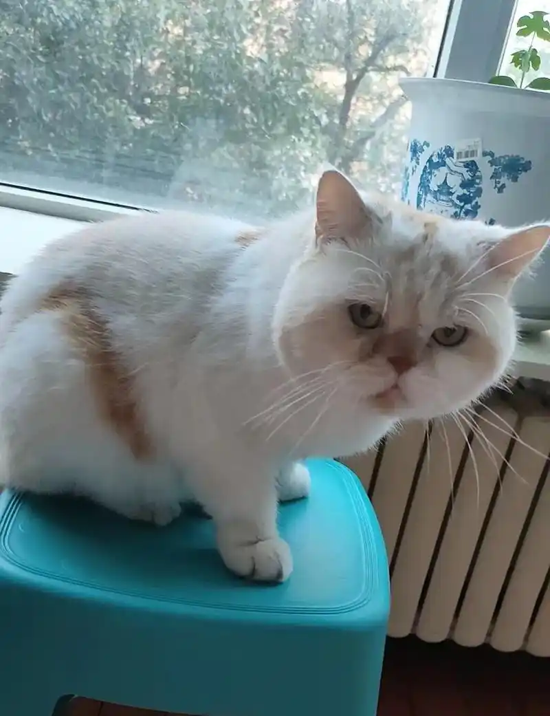 长春本地乳色英短加菲串串无偿领 - 抖音