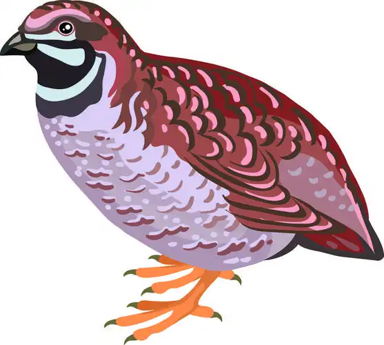 绘制矢量图形中的 printquail