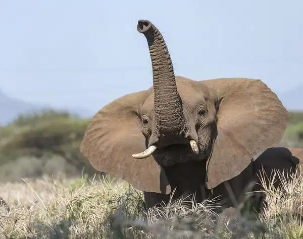 大象的耳朵为什么这么大?