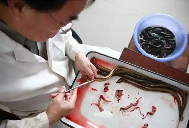 黄鳝一般需要在80℃的高温下煮4-5分钟,才能将寄生虫杀死