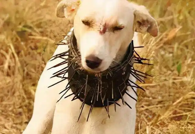 草原猛犬为啥都带刺项圈,不是为美观,而是为保命,对付狼最有效_保护