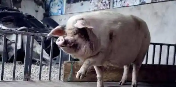 原创汶川地震被掩埋36天被挖出来仍活着的猪坚强现状怎样
