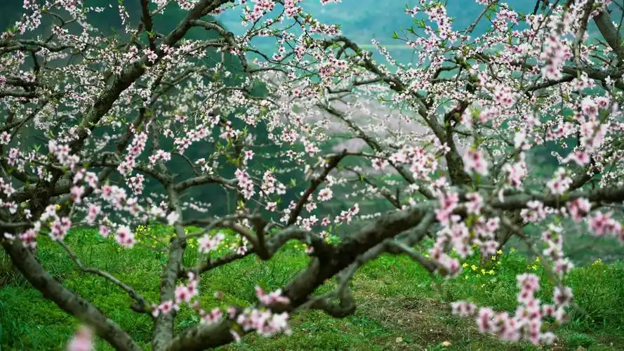 图说怀化千亩桃花始盛开明媚谁人不看来