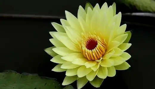 黄金九品香水莲