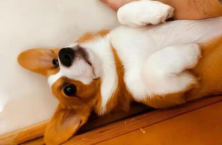 狗狗露肚子为什么总是这样做?狗狗露肚子的几个含义