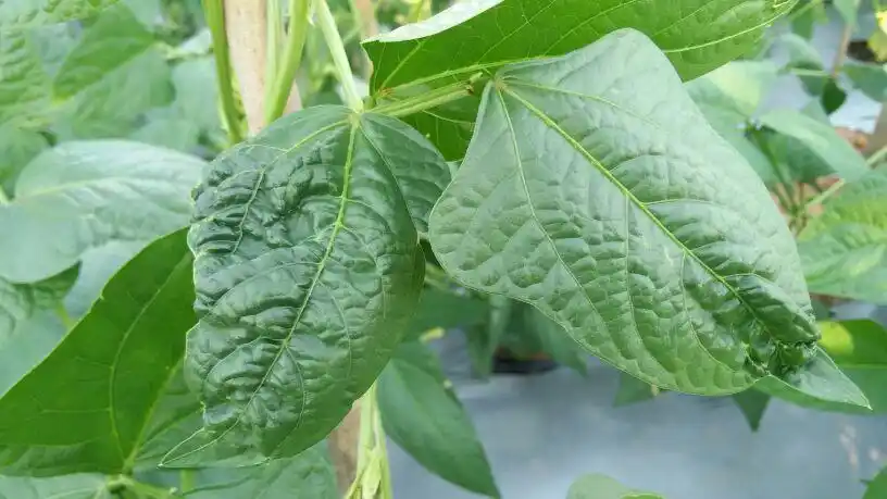 如图所示的豇豆叶子是什么病?该怎么治?