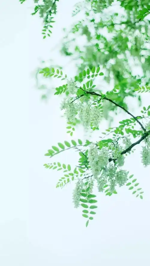 好看的淡雅日系小清新壁纸走一波你看到的风景是我们走过的曾经