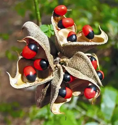 浙江在线 浙江城镇网 城事天天说 正文  "红豆生南国,春来发几枝.