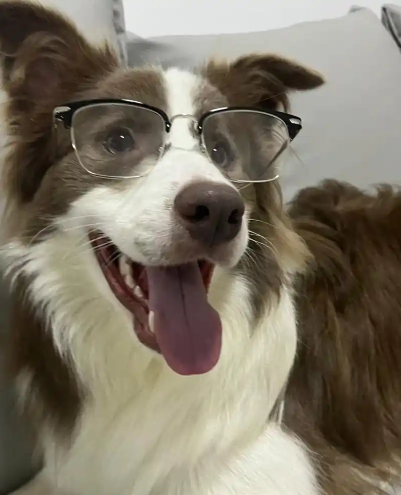 见过戴眼镜最帅的狗狗98