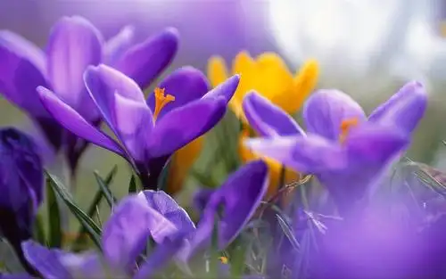 紫色唯美意境高清桌面壁纸下载