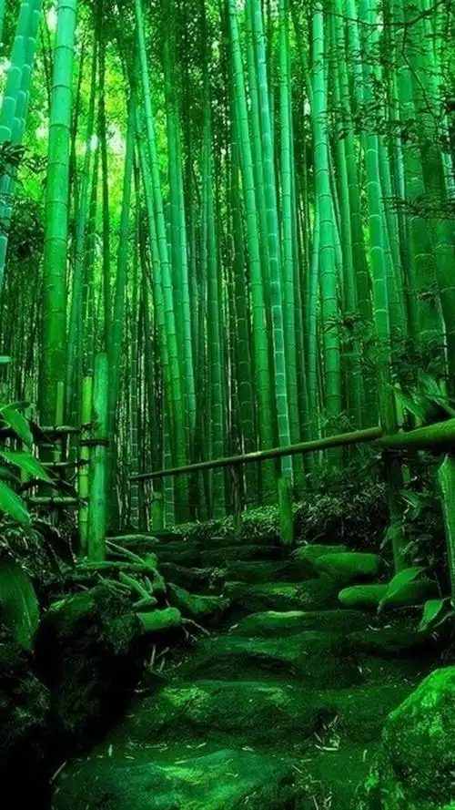 精选绿色护眼锁屏,高清图片,手机锁屏桌面-壁纸族