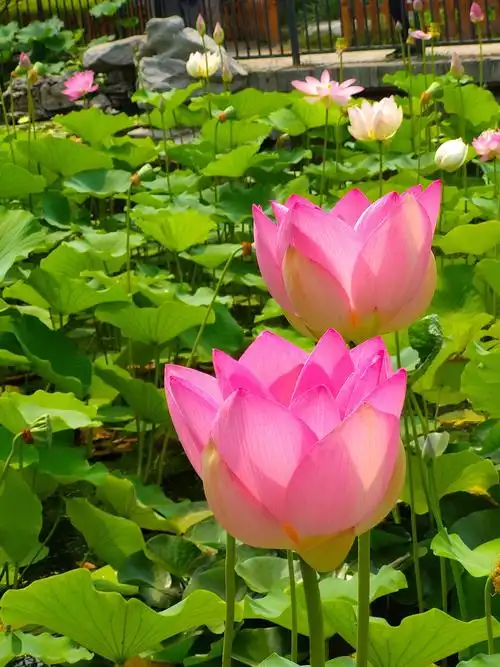 美丽吉祥莲花祝你吉祥快乐!