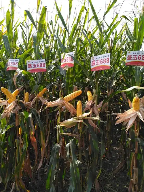 矮杆抗倒吨粮王---盛玉688