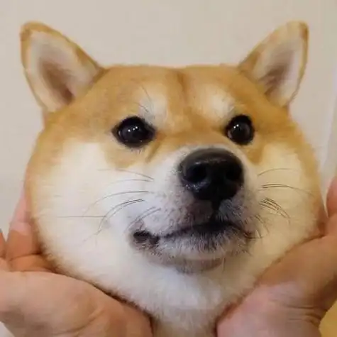 情侣狗头微信头像 情侣头像图片大全 -【爱个性】