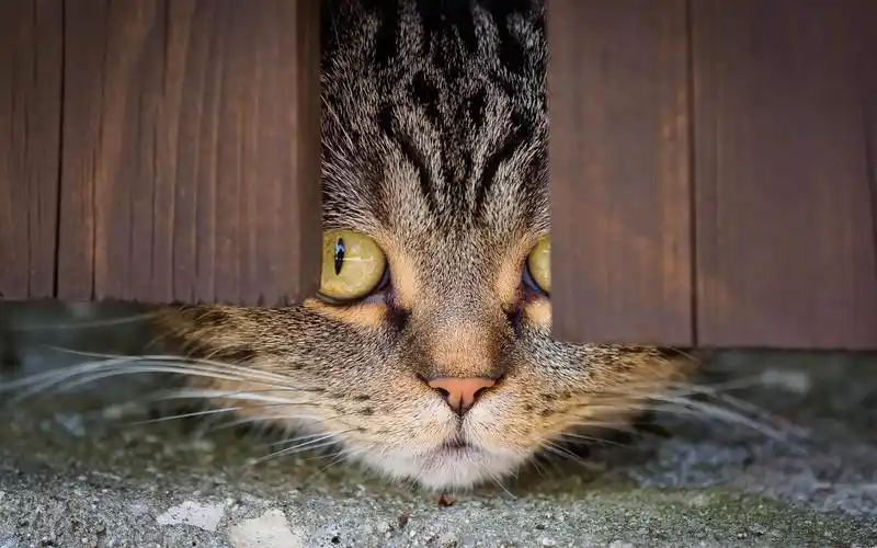 壁纸 猫,看,门底 1920x1200 hd 高清壁纸, 图片, 照片