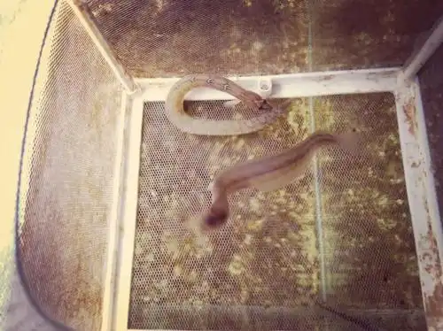 方氏云鳚高粱叶鱼面条鱼