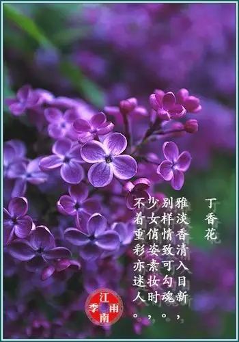紫色的丁香花