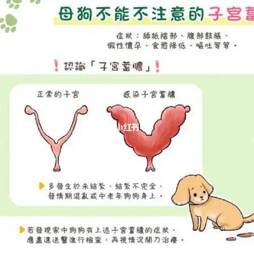 分享下关于狗狗子宫蓄脓图3比较血腥甚看