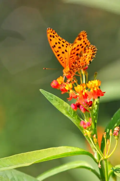 蝴蝶恋上花的美(2一2)
