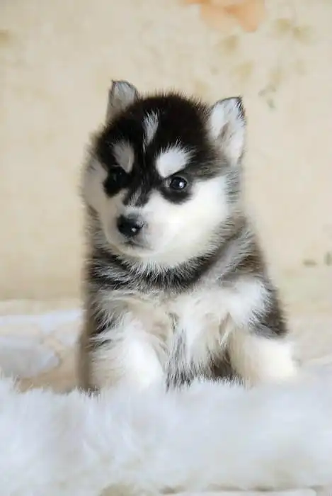 可爱双蓝眼三把火哈士奇幼犬,黑白灰白,公母均有