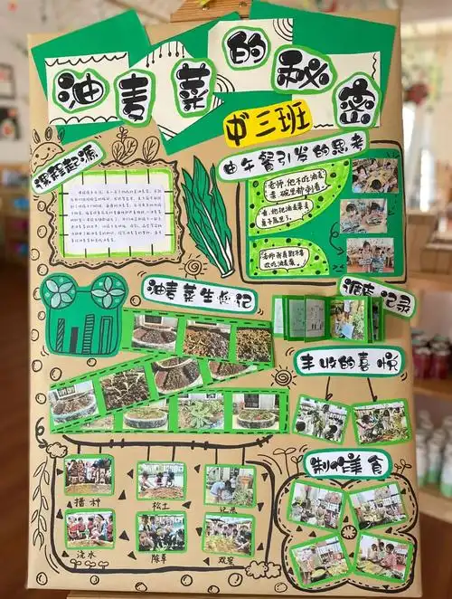 幼儿园班本课程油麦菜的秘密展板