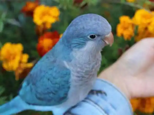 蓝和尚鹦鹉会说话吗 蓝和尚鹦鹉学语期