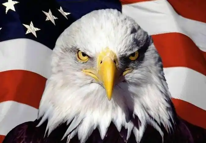 美国国鸟和国花知多少