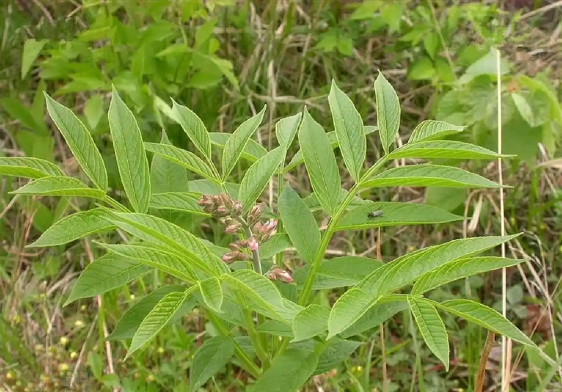 晒干后的千斤拔可以与多种食物一起熬汤,也可以用老