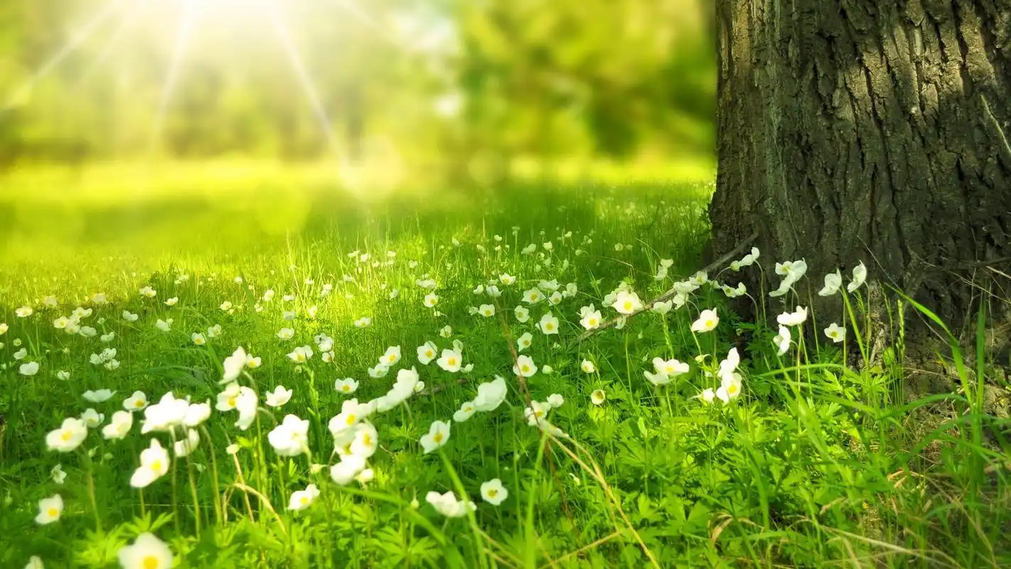 清新风景绿色屏保合集_这风景只为你而清新_风景壁纸