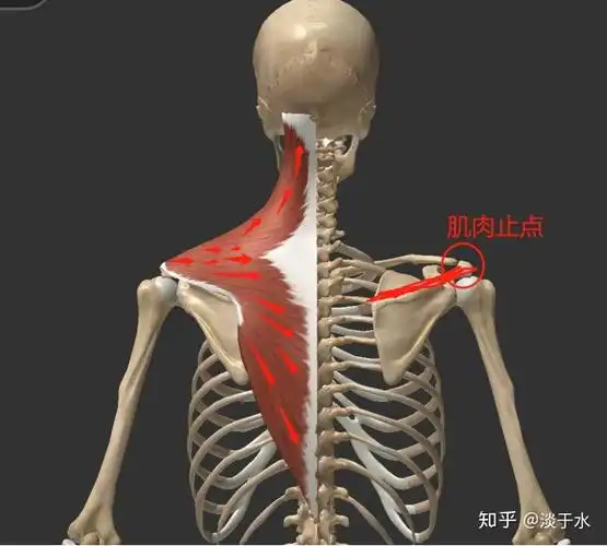 肌肉分析丨背部肌肉斜方肌