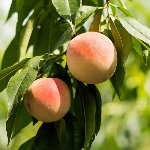 【笨农】正宗丹东河口秋白桃 毛重10斤