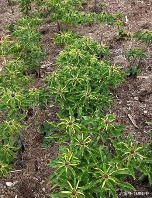 名贵药材之一!"重楼"