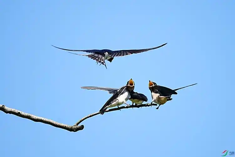 燕子喂食
