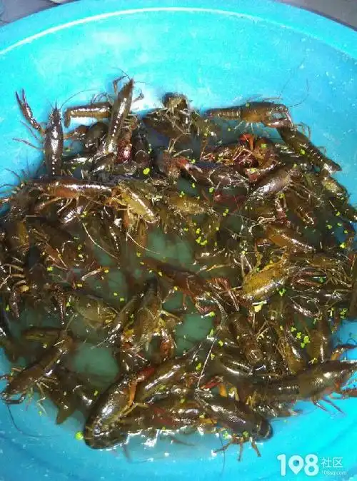 钓龙虾了                                            晚上再去钓一