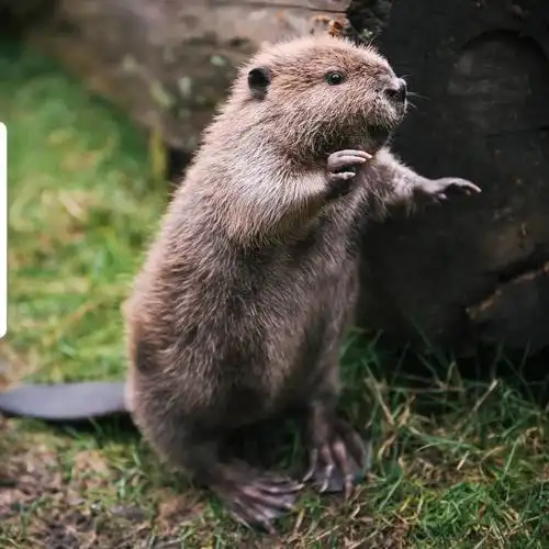 令人发指:智利,阿根廷计划屠杀100,000只加拿大海狸,说灭绝了才好.