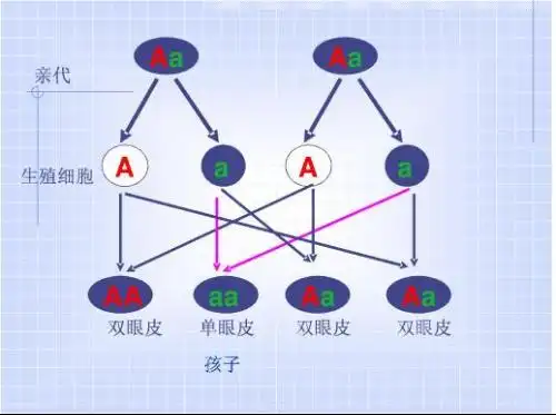 父母都是双眼皮,而小孩本人则是单眼皮,如何用遗传图解释,这种几率