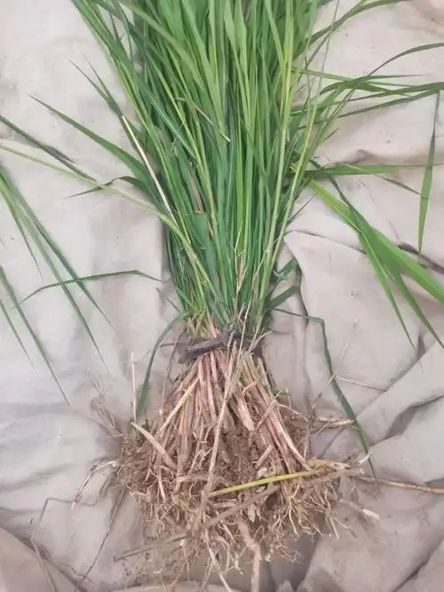 毛草根泡水喝的功效和作用