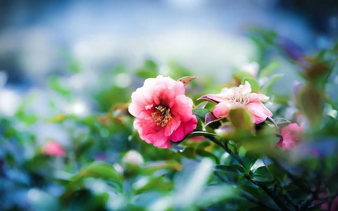 唯美花卉摄影特写图片电脑桌面壁纸下载