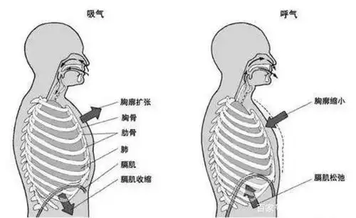 中低声区声音不够深邃磁性?一招让你找到胸腔共鸣的发声位置!