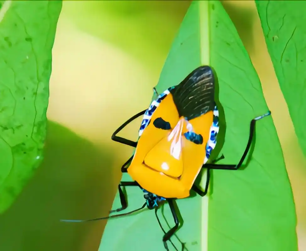 ps:红显蝽具有发达的臭腺