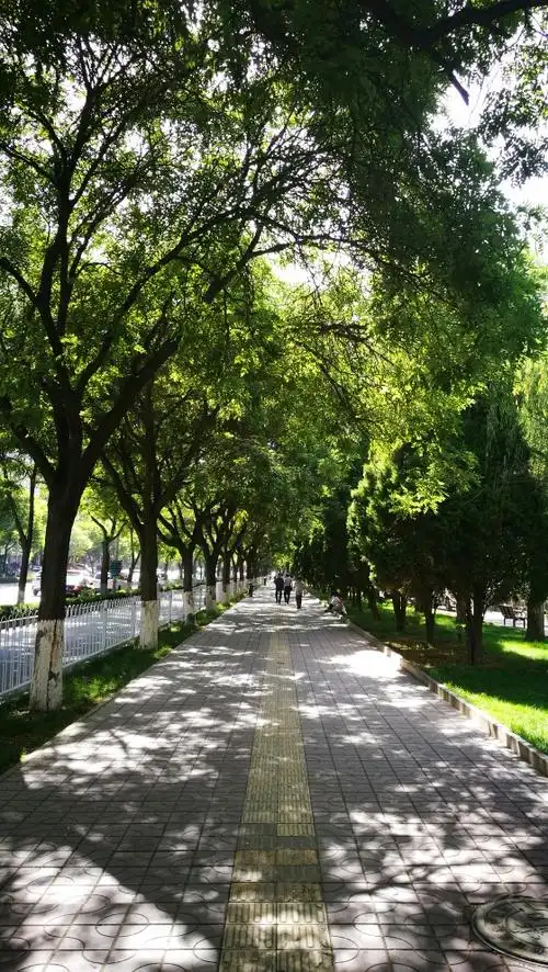 滨河路绿色长廊