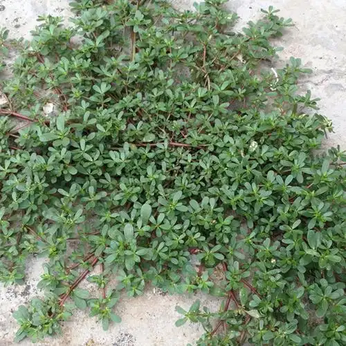 新鲜现挖野生生马苋菜马齿菜蔬菜麻子五行行草其它