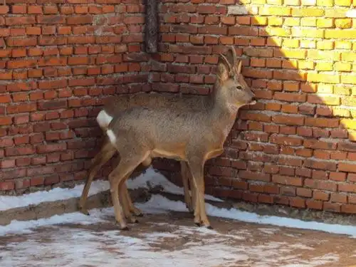 傻狍子成大众萌物 眼神呆萌完爆羊驼