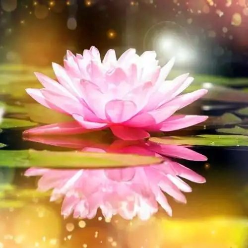 佛系图片头像禅意荷花 独一无二的佛系莲花图片微信头像_微信头像_头