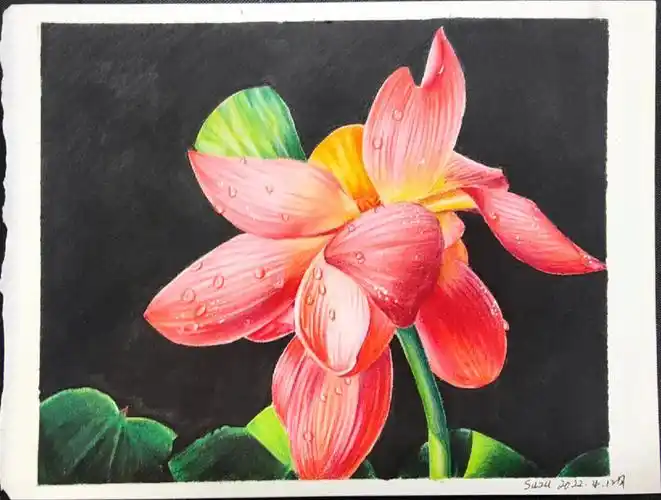 绘画彩铅花卉盘一朵荷花