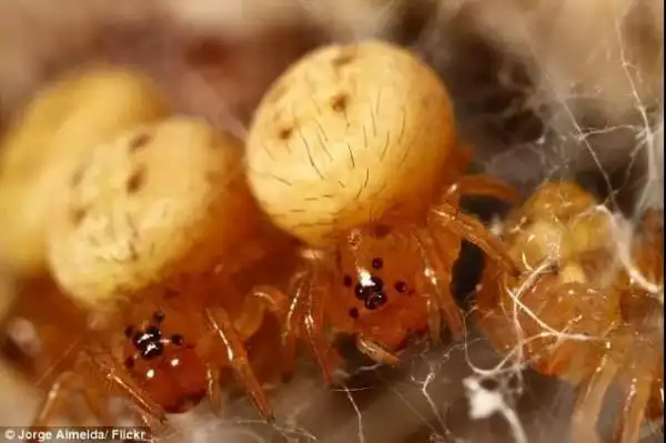 『怪奇物种』蜘蛛凌乱的家庭关系:这是妈妈的味道!