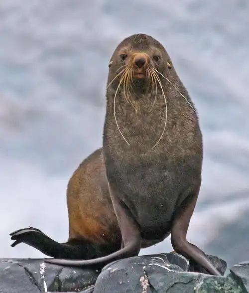 海狗的胡须很漂亮.