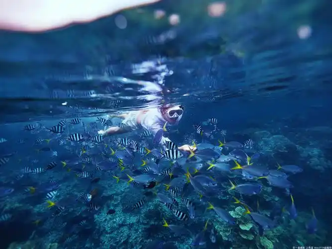 深海里的美人鱼