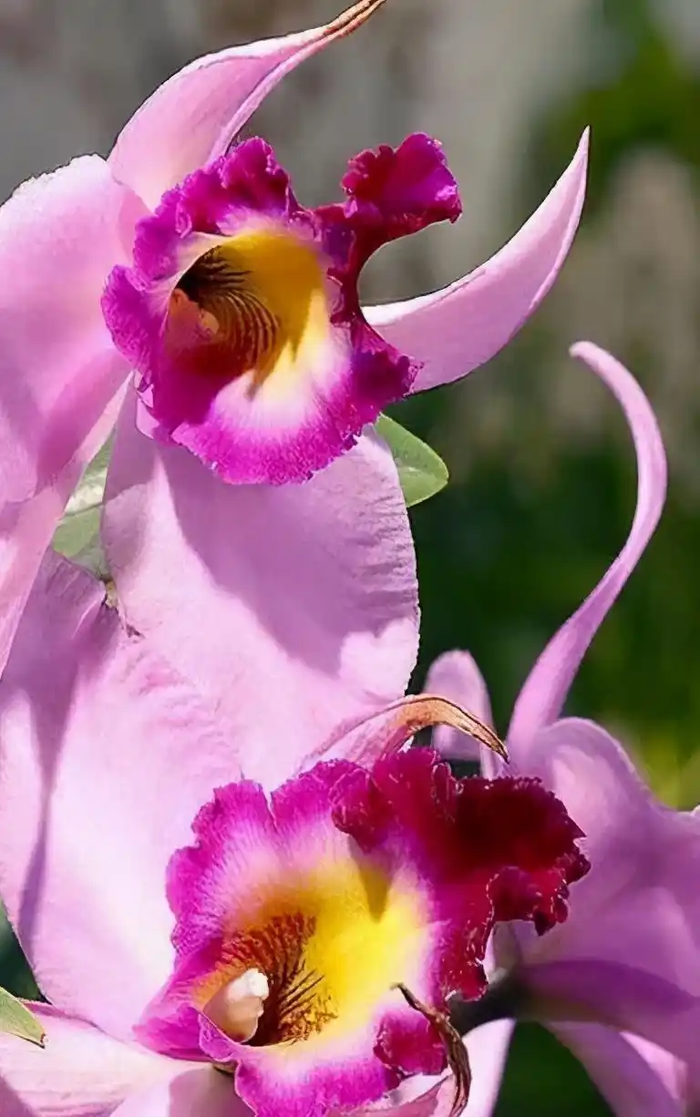 全球最美的花儿,你看过见过?