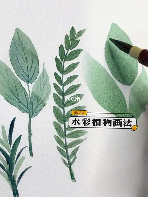 零基础水彩入门超简单植物